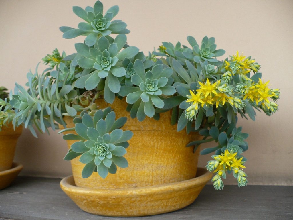 Sedum palmeri cultivado en maceta