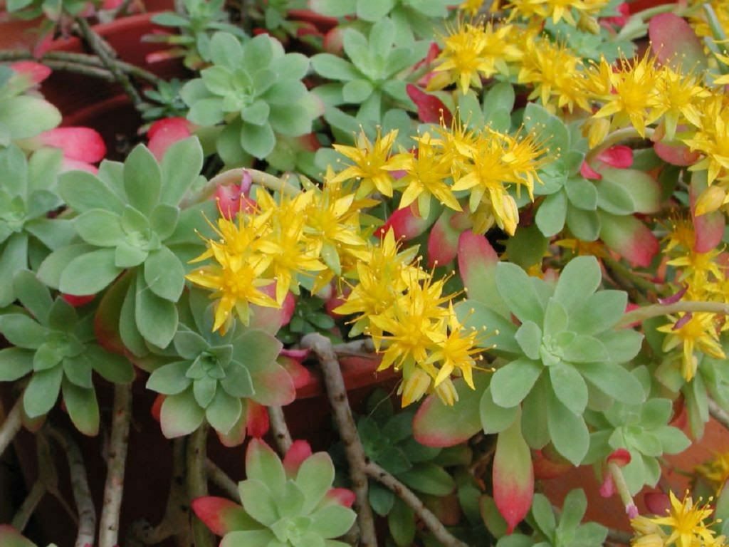 Floración amarilla de Sedum palmeri
