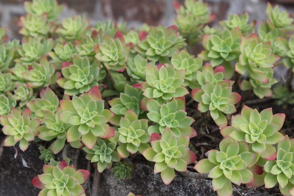 Mata de Sedum palmeri con sus rosetas glaucas