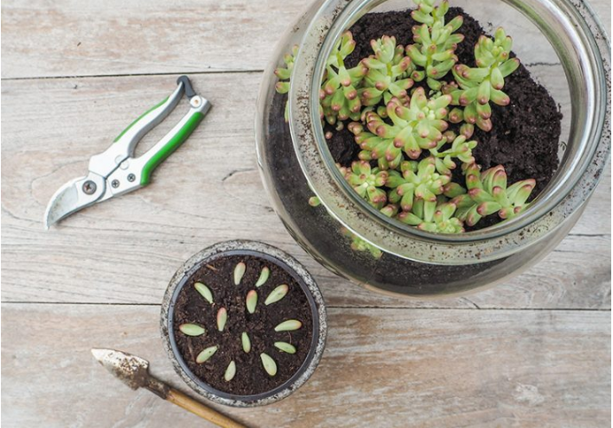 Sedum Rubrotinctum transplante