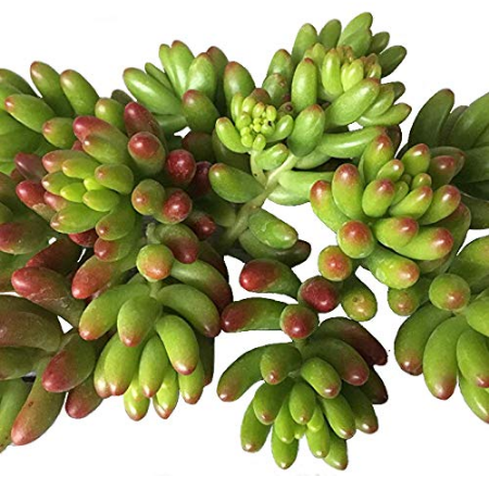 Sedum Rubrotinctum