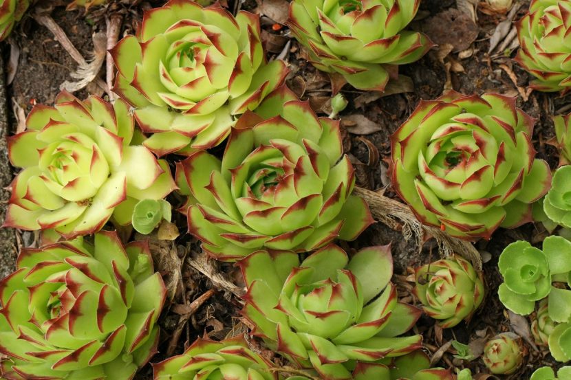 Rosetas de Sempervivum tectorum