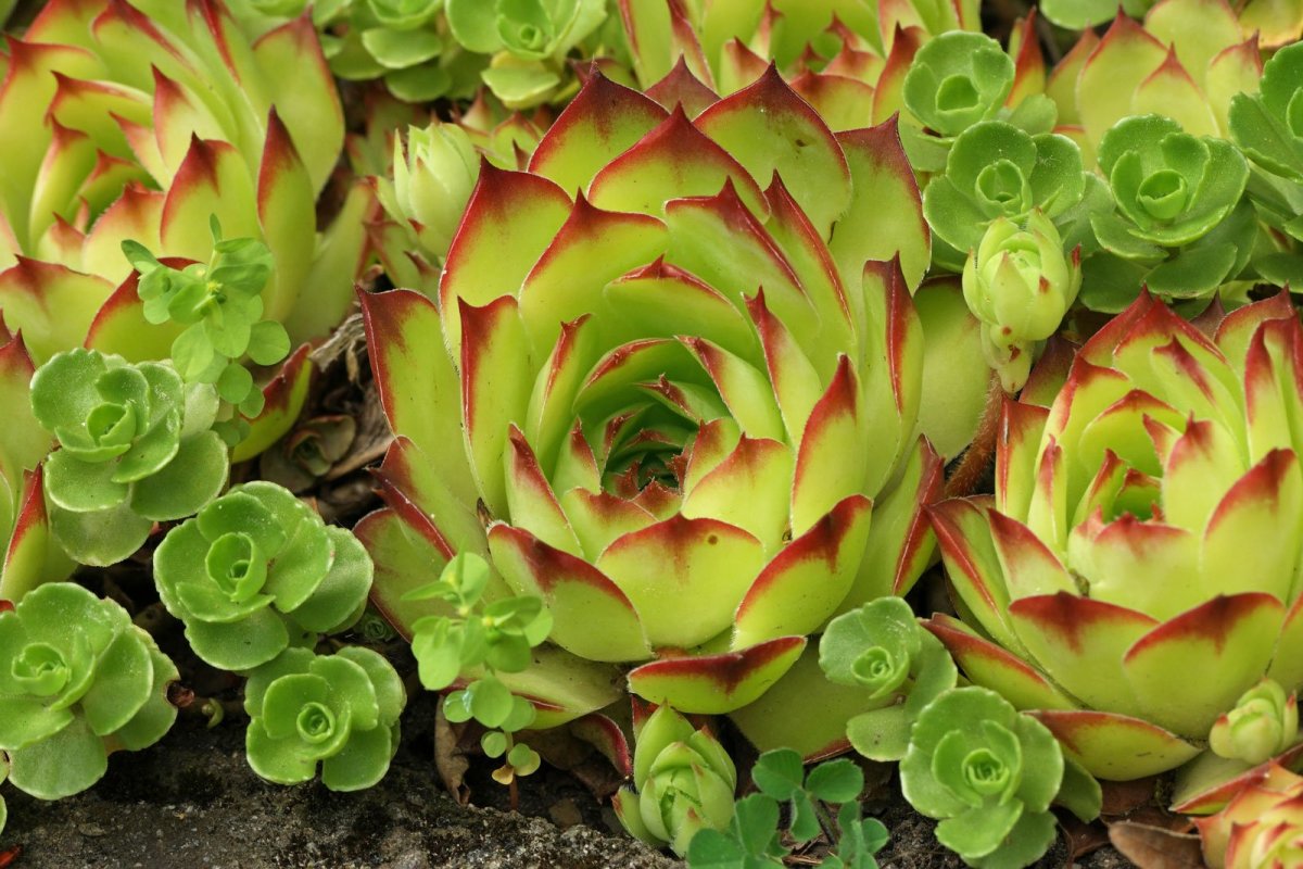 Sempervivum tectorum flores