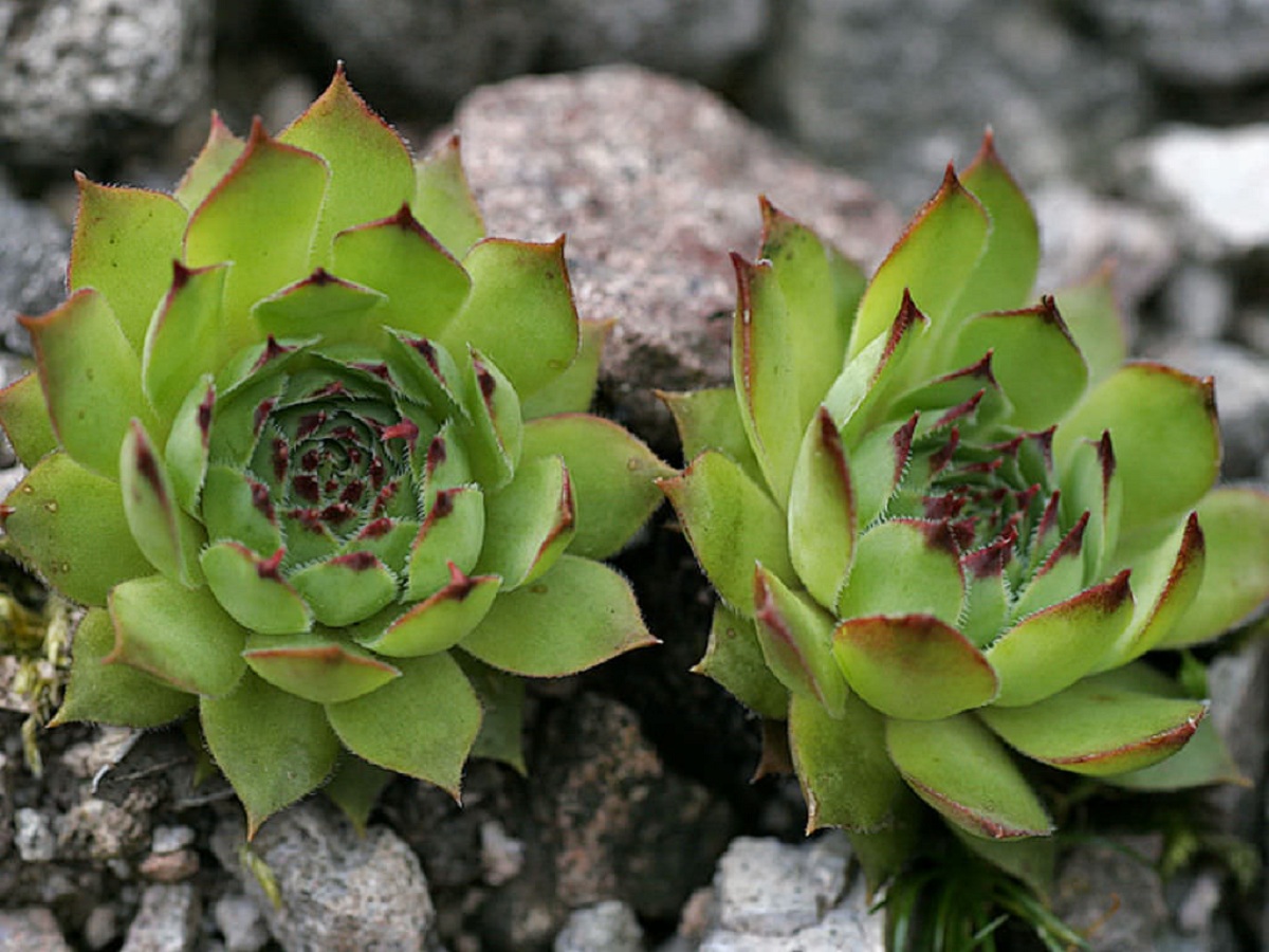 Sempervivum tectorum: la crasa que resiste la nieve