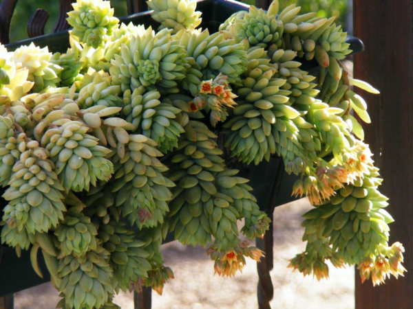 SUCULENTA COLA DE BURRO