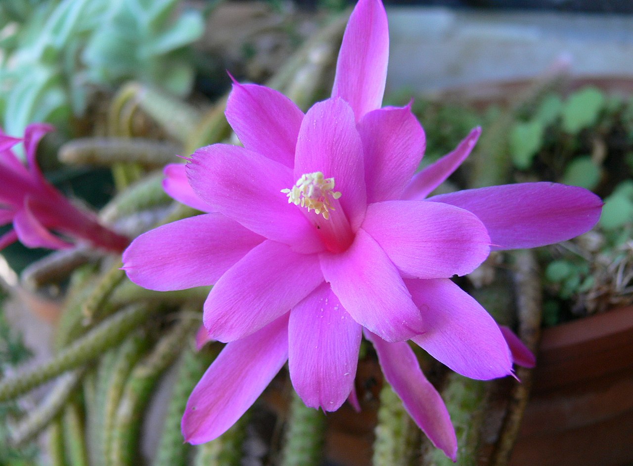 El Disocactus es un cactus colgante