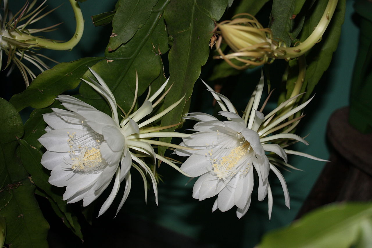 El Epiphyllum es un género de suculentas colgantes