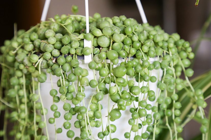 Senecio rowleyanus, la planta rosario, colgando de su maceta