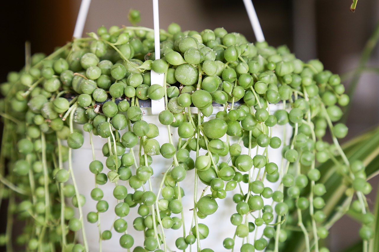 El Senecio rowleyanus es una crasa colgante