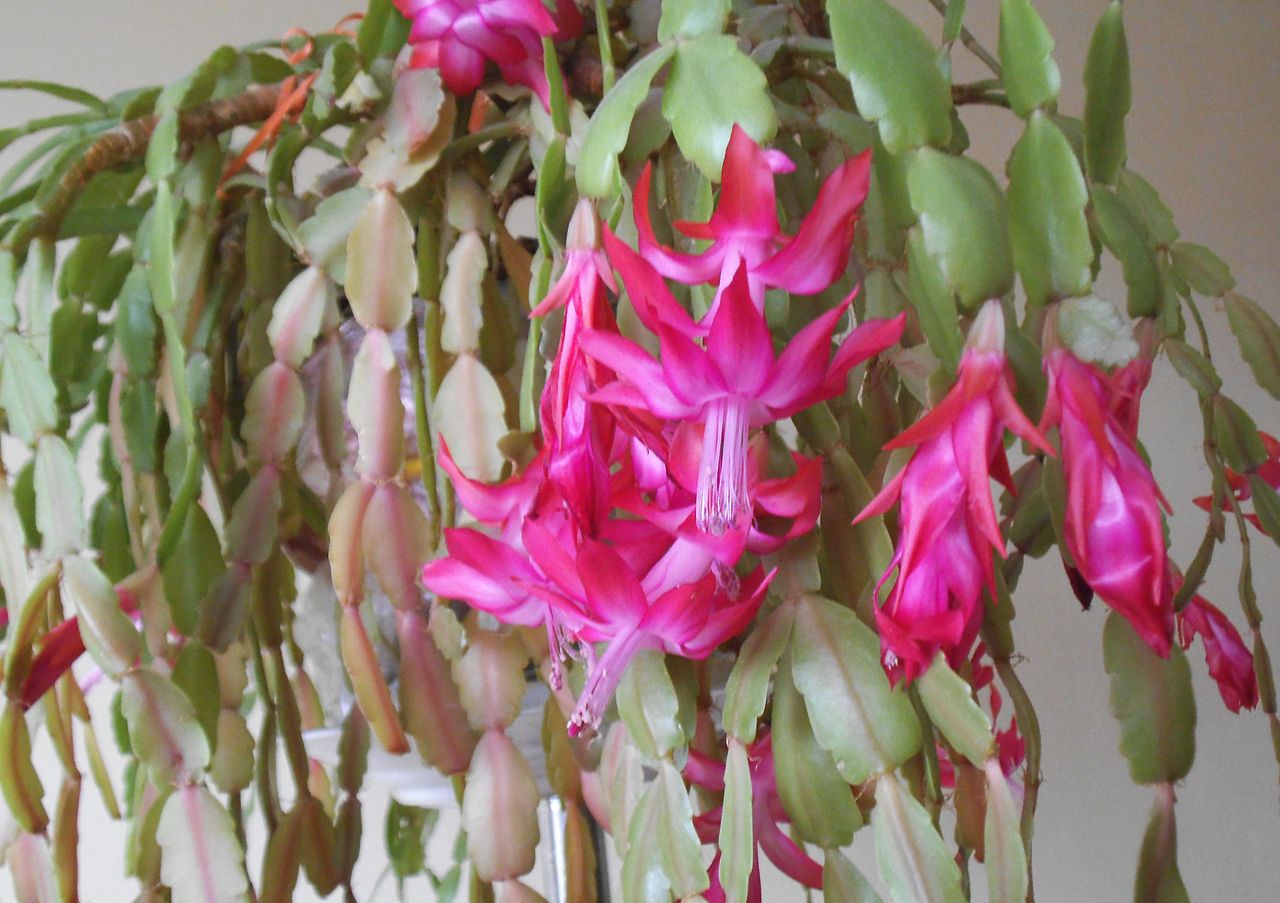 El cactus de navidad es una suculenta que da flores rosas