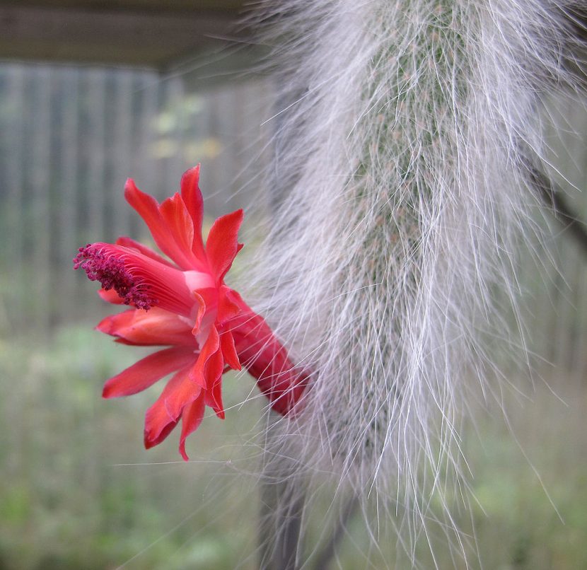 Cleistocactus colademononis, la cola de mono, con sus espinas blancas