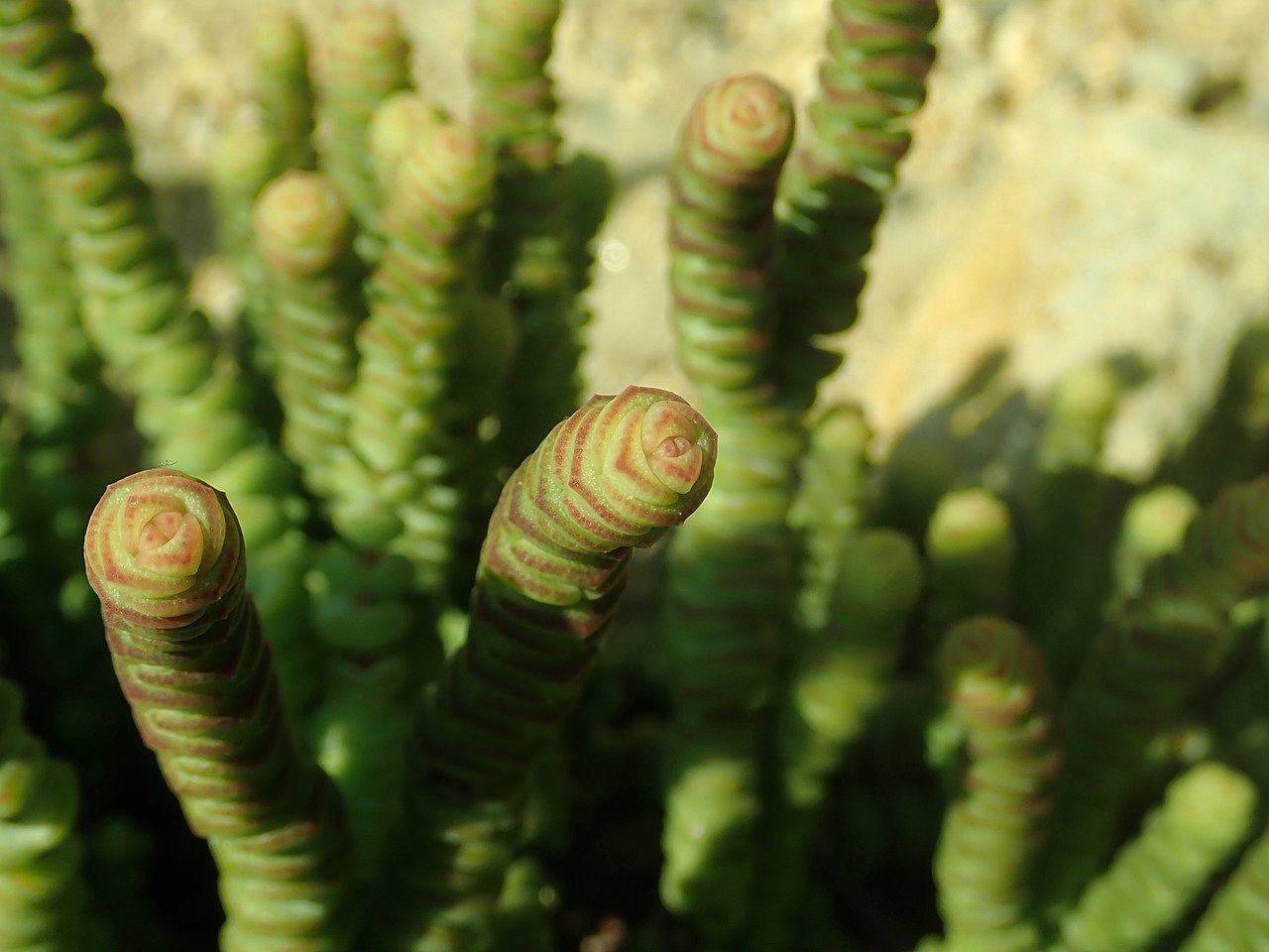 La Crassula marnieriana es una crasa de rápido crecimiento
