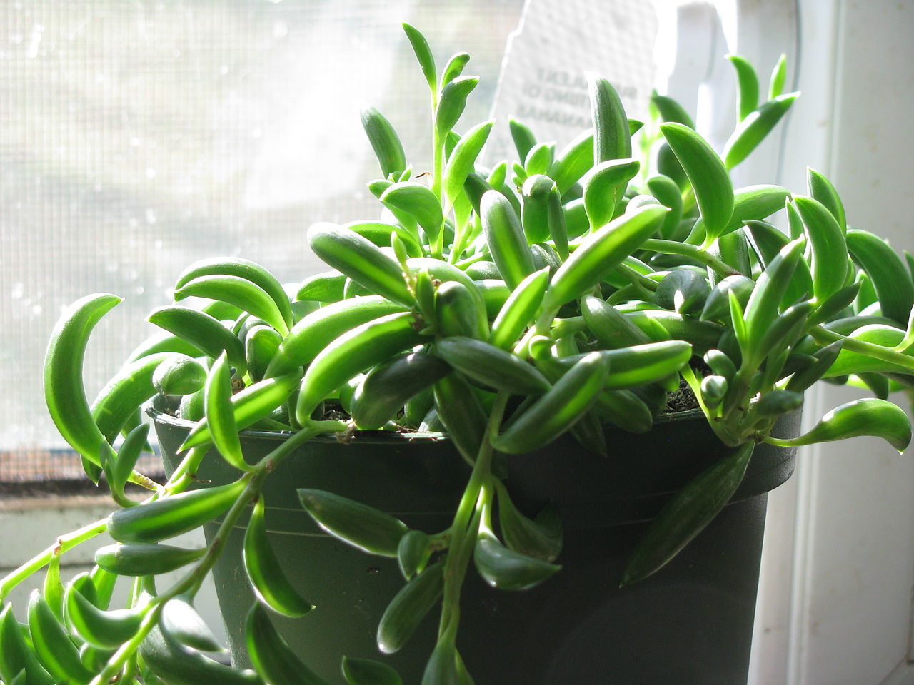 El Senecio radicans es colgante