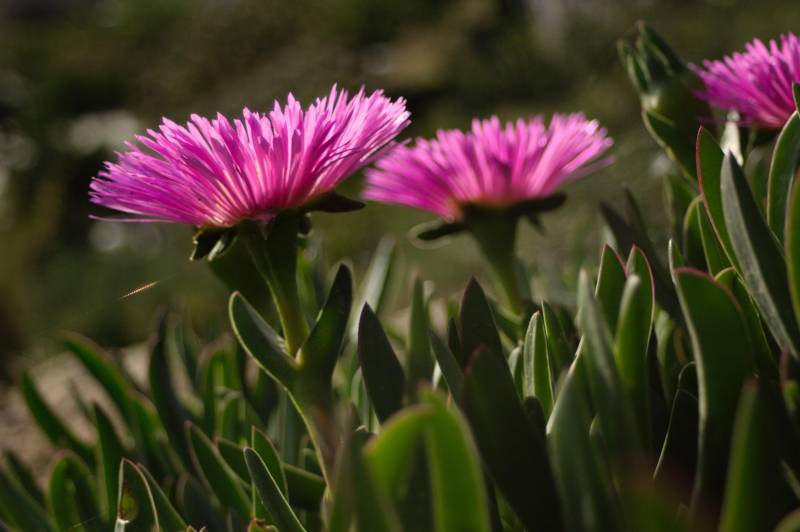 SUCULENTAS CON FLORES