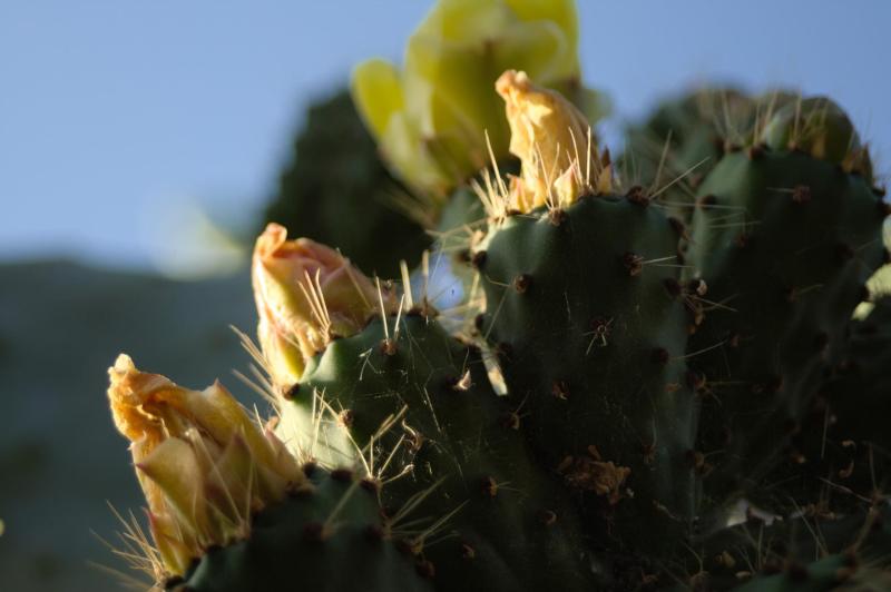 SUCULENTAS CON FLORES