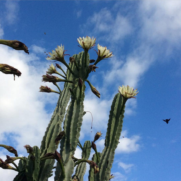 Cereus hildmannianus