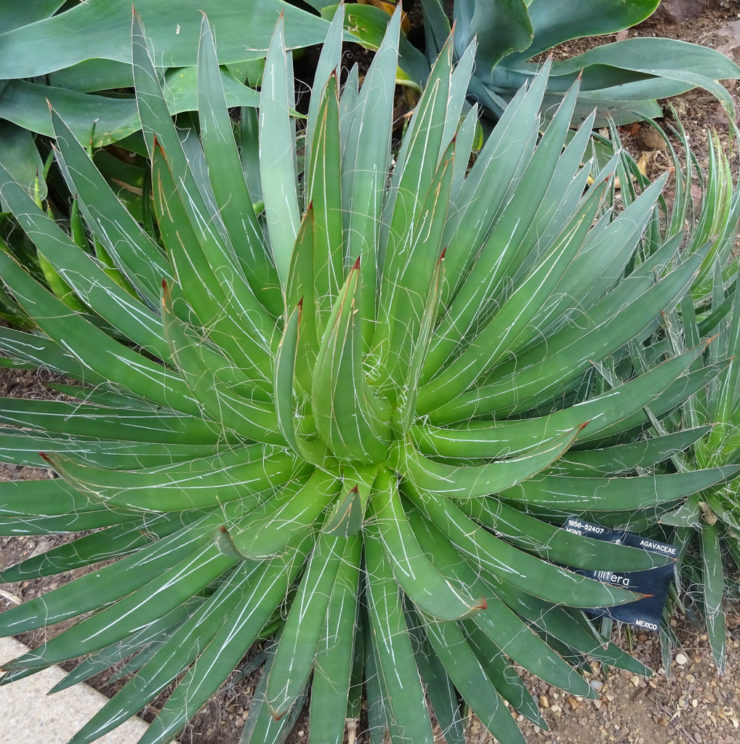 Agave filifera