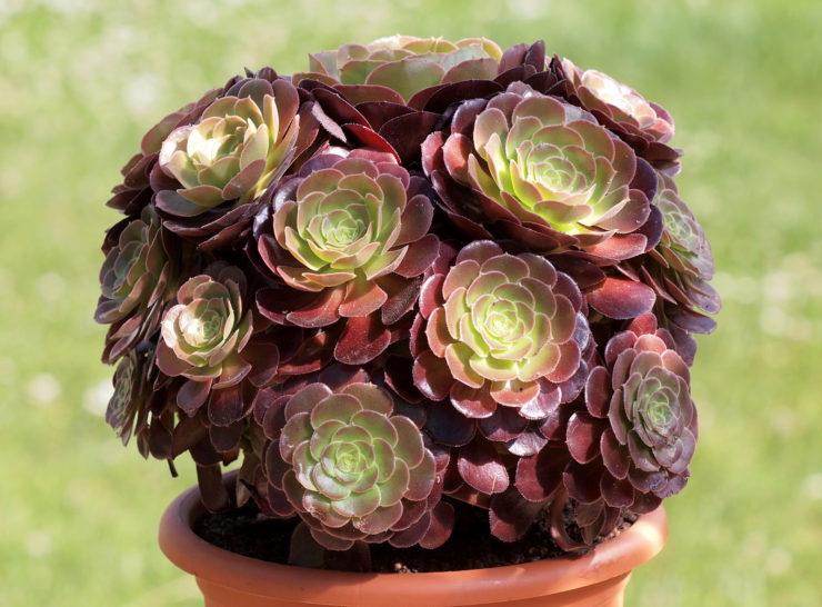 Aeonium arboreum var. atropurpureum forma cristata