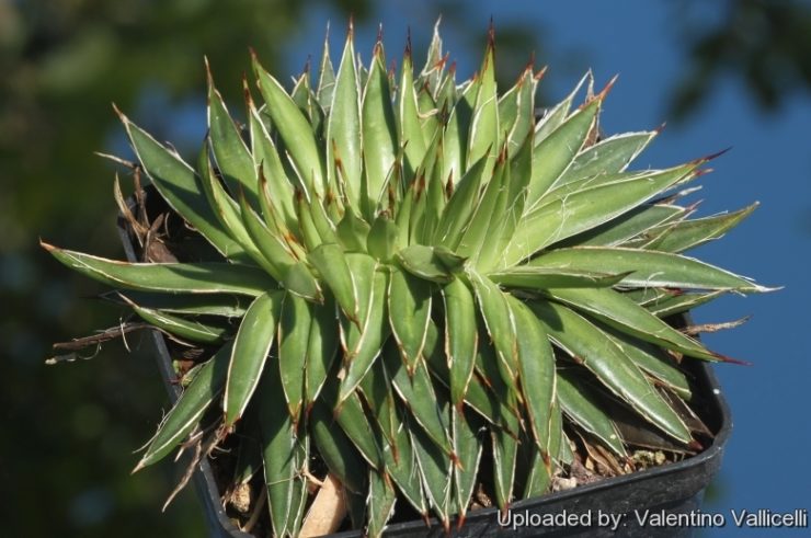 Agave filifera f. cristata