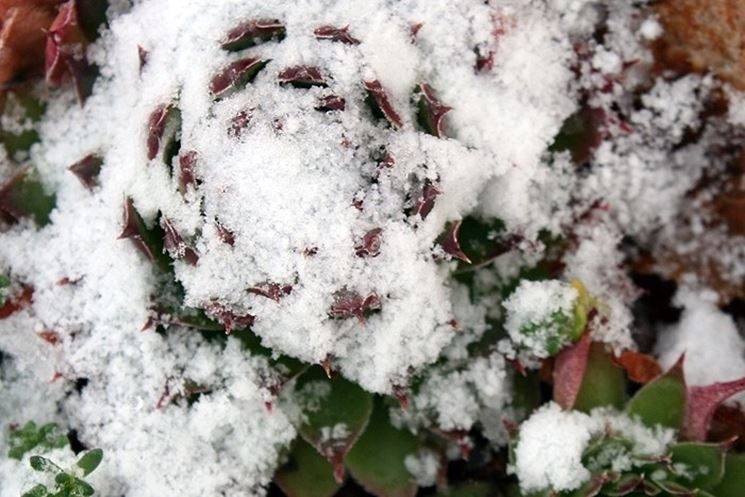 Planta suculenta sumergida por la nieve