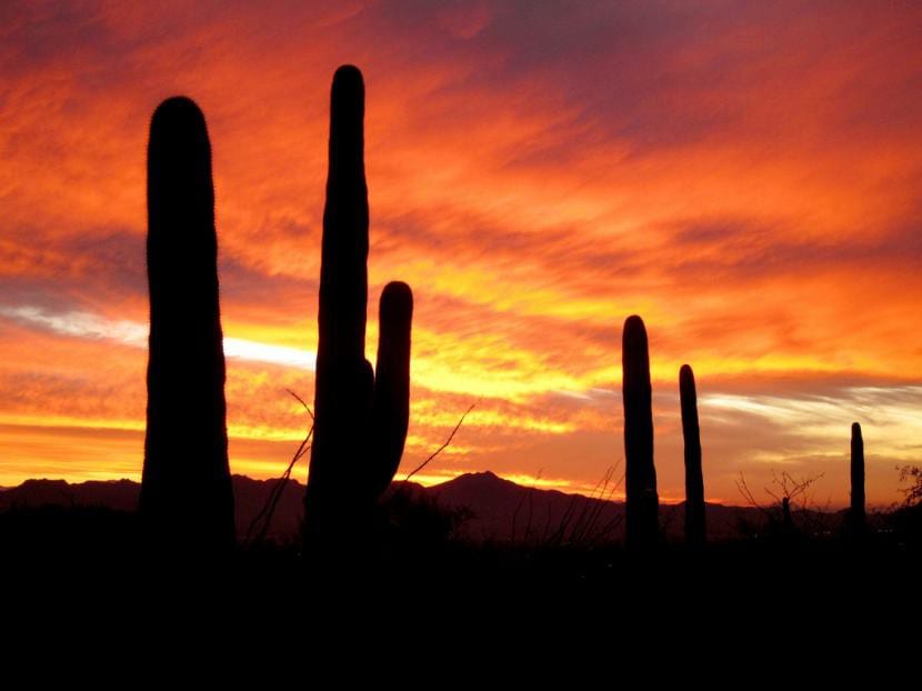 Saguaro, el cactus gigante en hábitat
