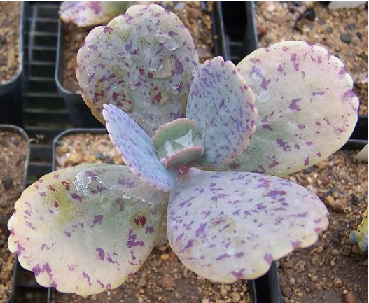 Kalanchoe marmorata– Planta Penwiper