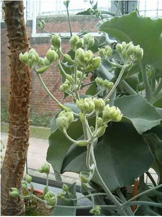 Kalanchoe beharensis - Arbusto de fieltro