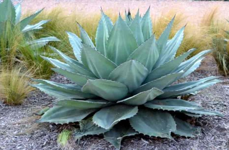 Agave Parryi (Alcachofa Agave)