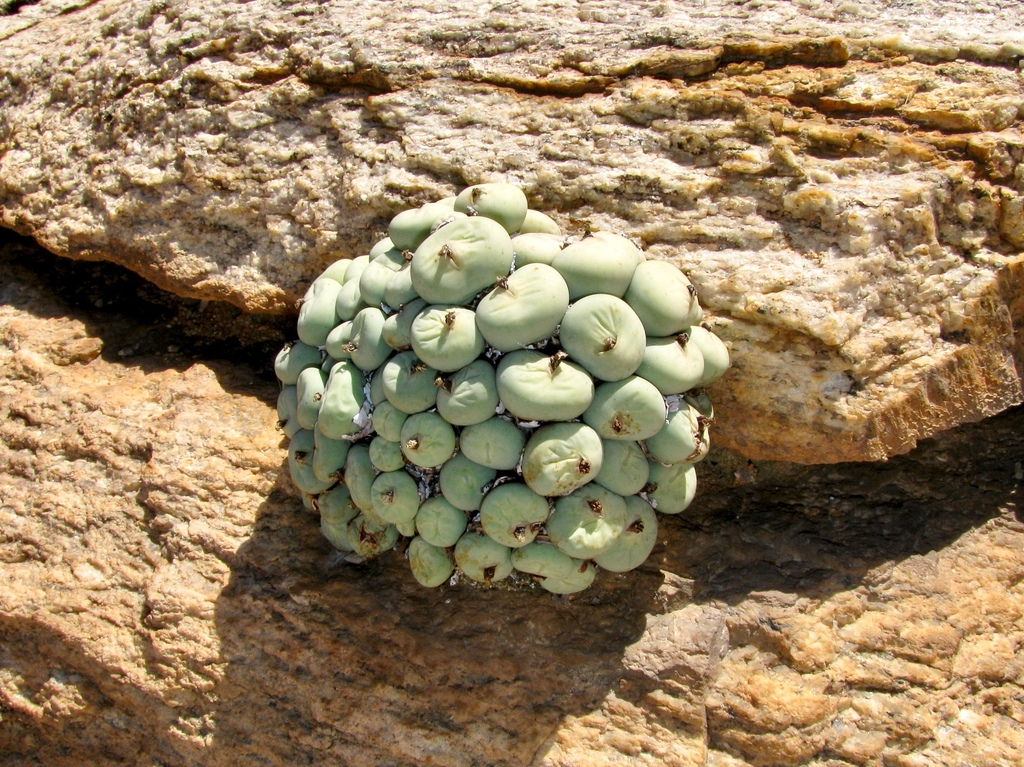 aizoaceae photo