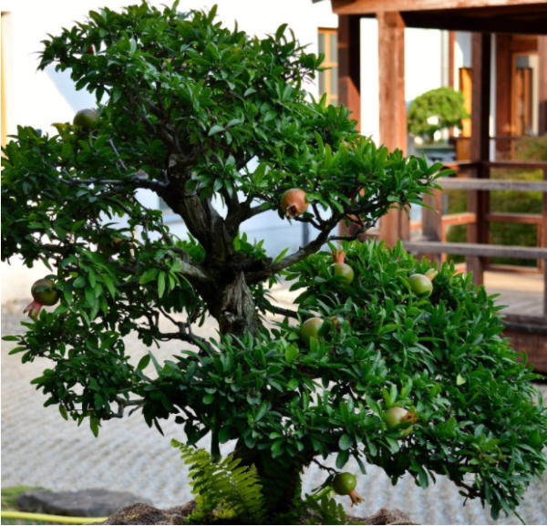 Árbol bonsái de granada enano