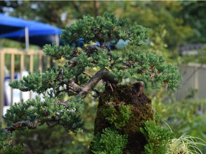 Árbol de los bonsais de pino budista