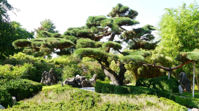 Historia de los árboles bonsai