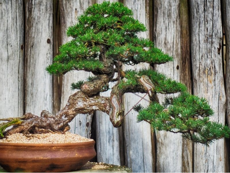 ¿Qué considerar antes de obtener un árbol bonsai?