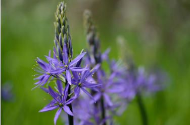 Cuidados posteriores para Camassia