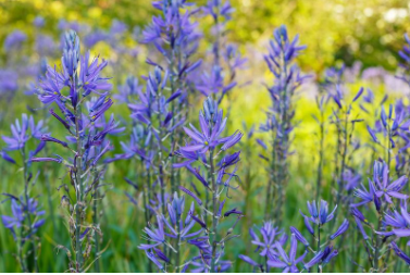 Cómo plantar Camassia