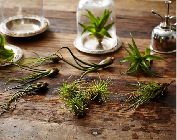 Todo lo que necesitas saber sobre las plantas de aire