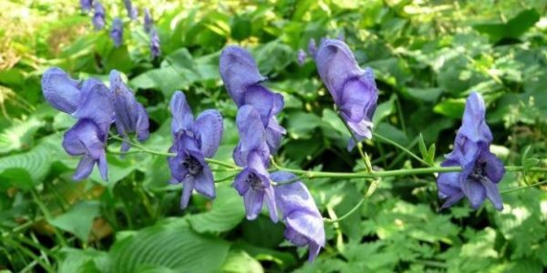 Acónito ( aconitum napellus )