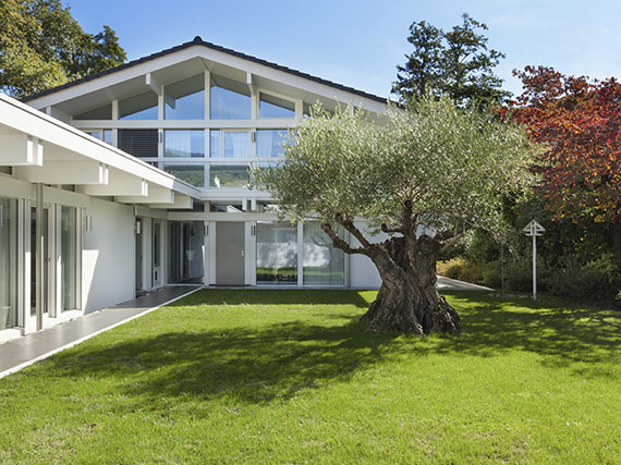 Cómo cuidar un olivo