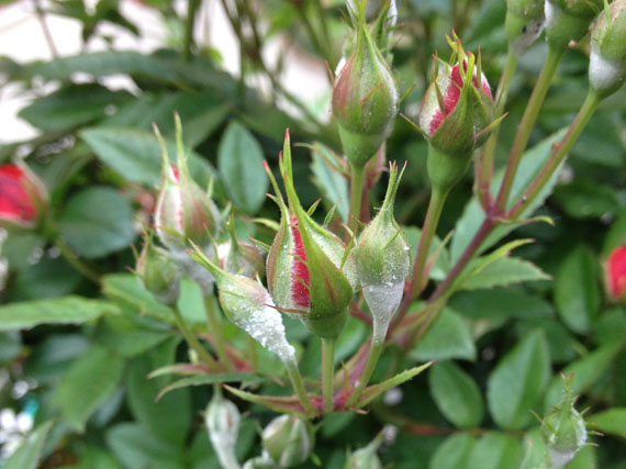 Cómo mantener los hongos bajo control