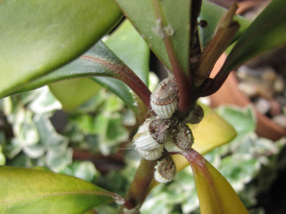 Cómo reconocer las plagas