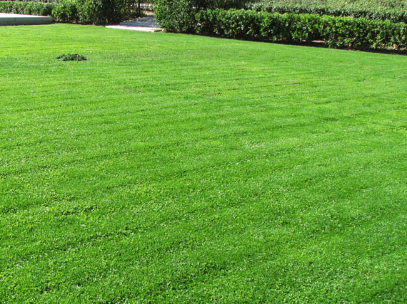 ¿Cómo reparar un césped deteriorado?