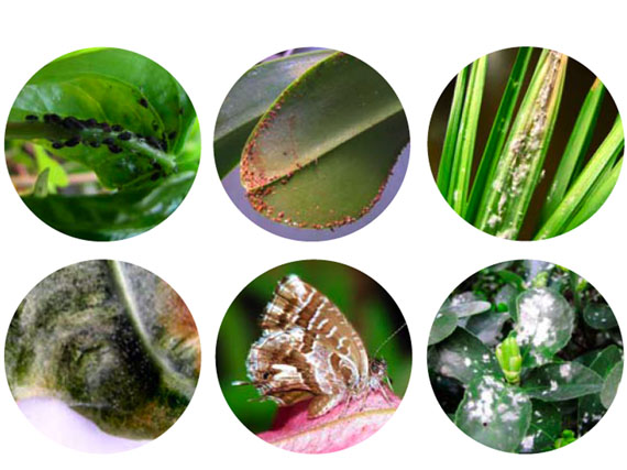 Las siete plagas de tu jardín