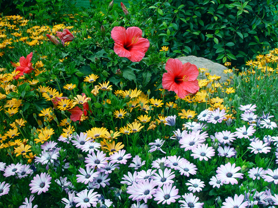 Trucos para que la floración dure más