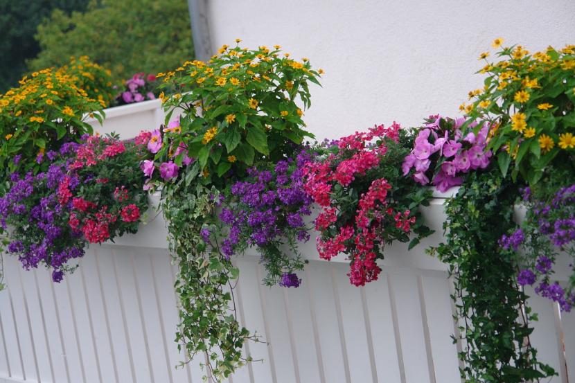 Qué plantas poner en el balcón según su orientación