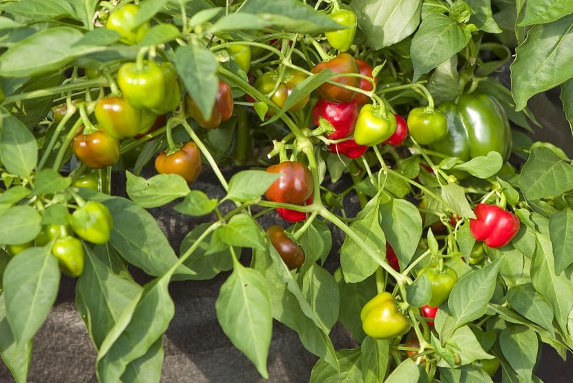 Semillas de pimiento morrón para cultivar en maceta