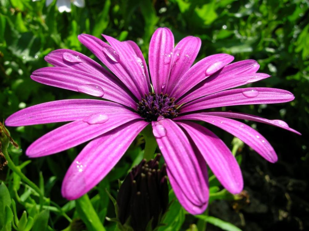 Flores abiertas de dimorfoteca