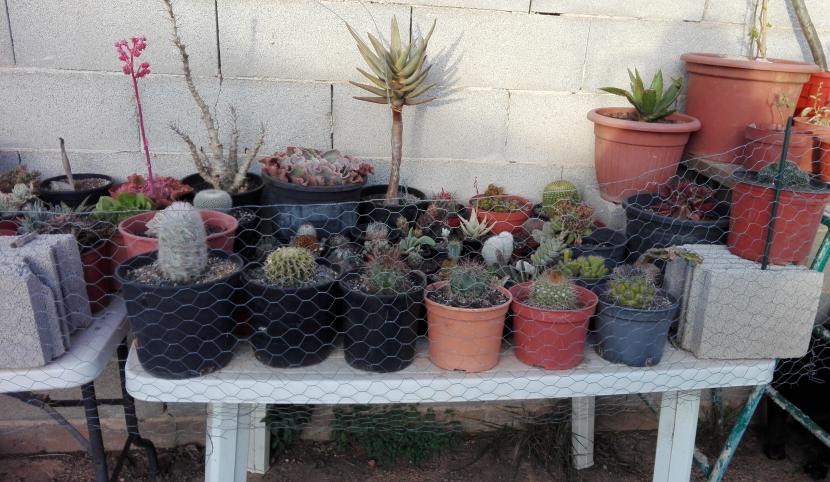 Proteger plantas del viento