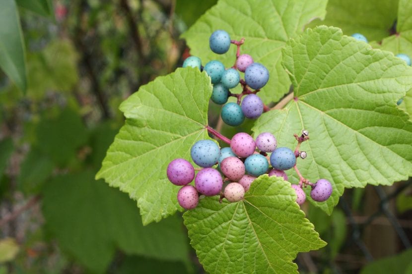 Ampelopsis brevipedunculata con sus frutos azules característicos
