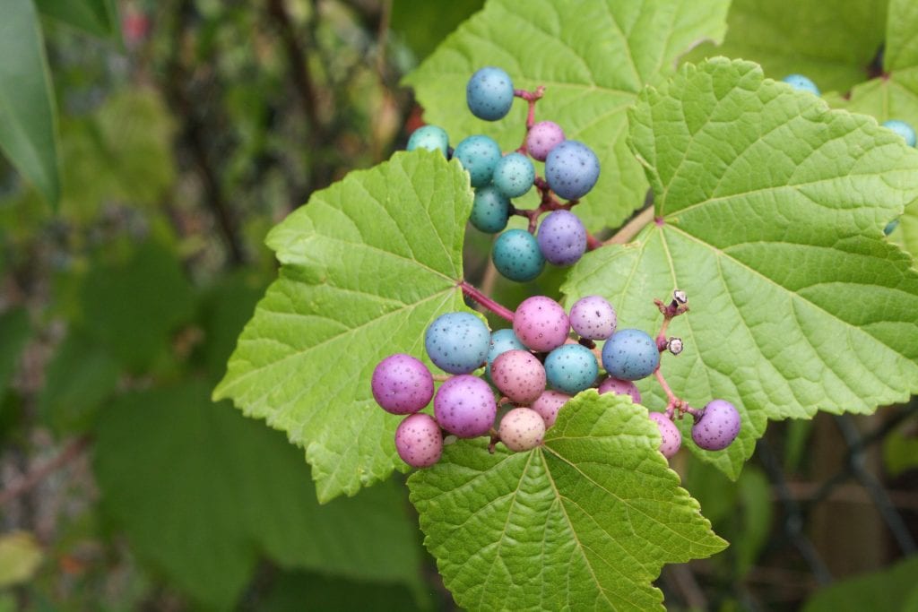 Ampelopsis y Parthenocissus: cómo distinguirlos
