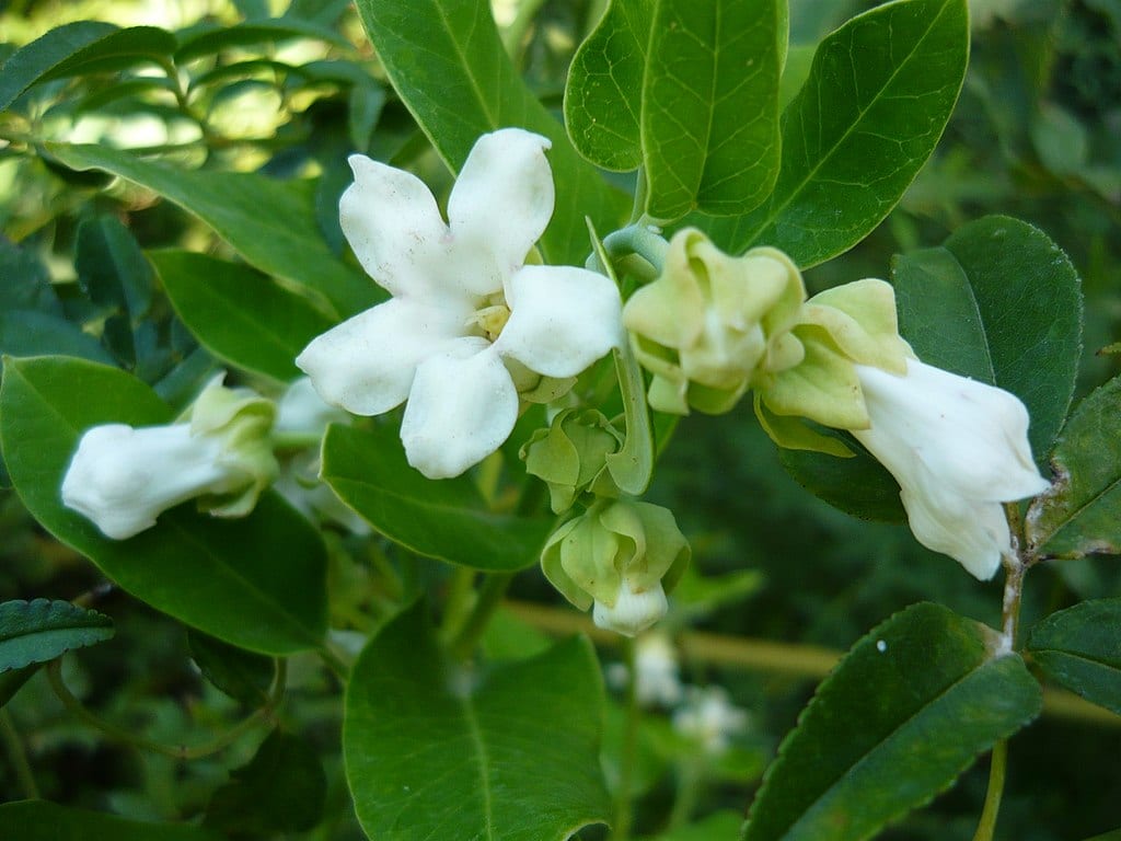 Araujia sericifera: la planta cruel que atrapa polillas